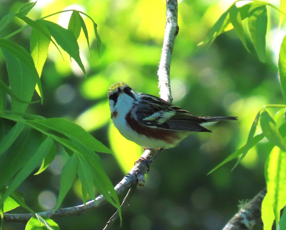 Chestnut-sided Warbler - Julie Mobley