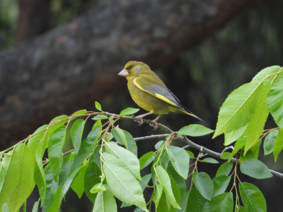 European Greenfinch - Sonia Mata