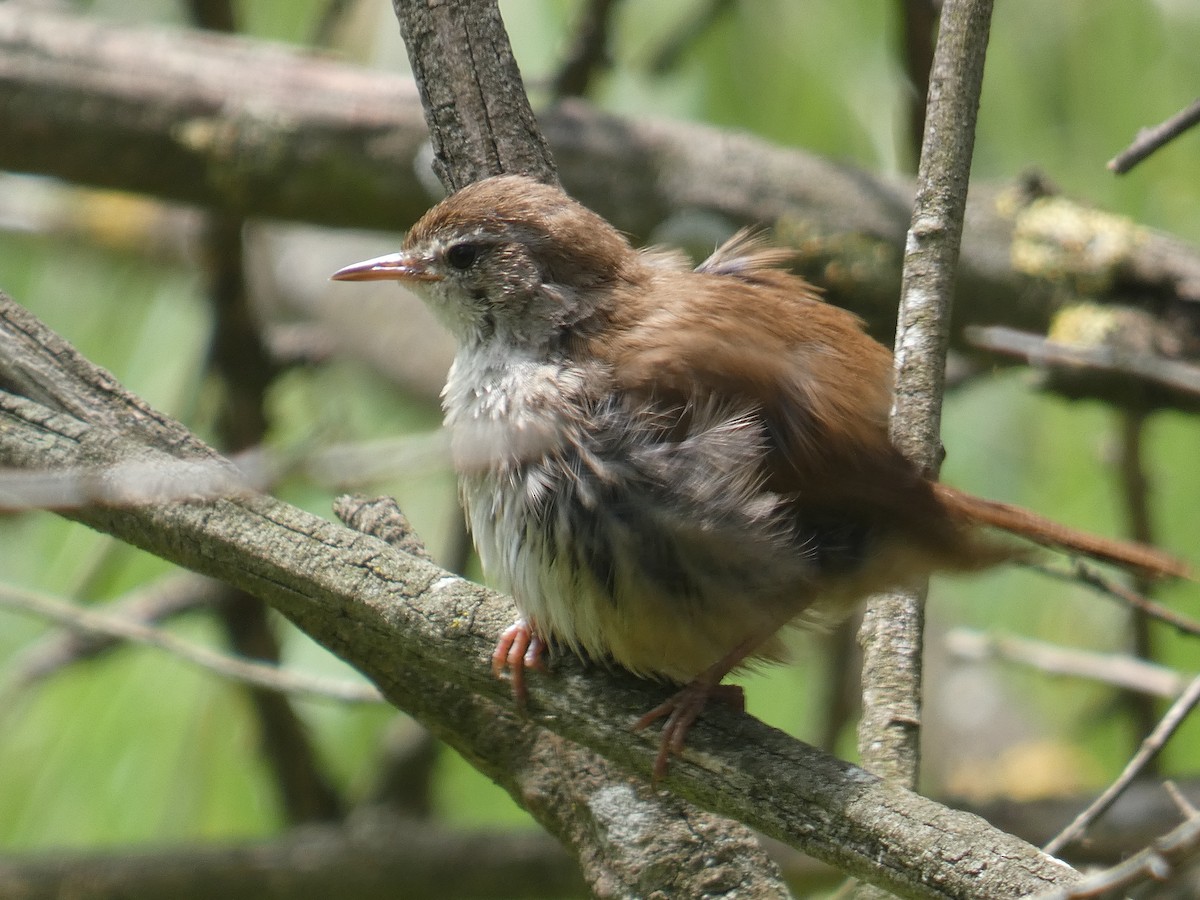 Широкохвістка середземноморська - ML618284777