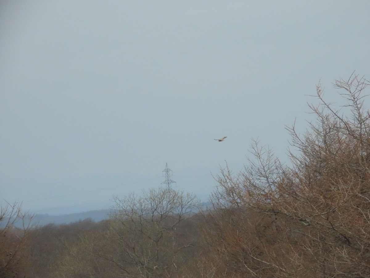 Hen Harrier - Ben Ward