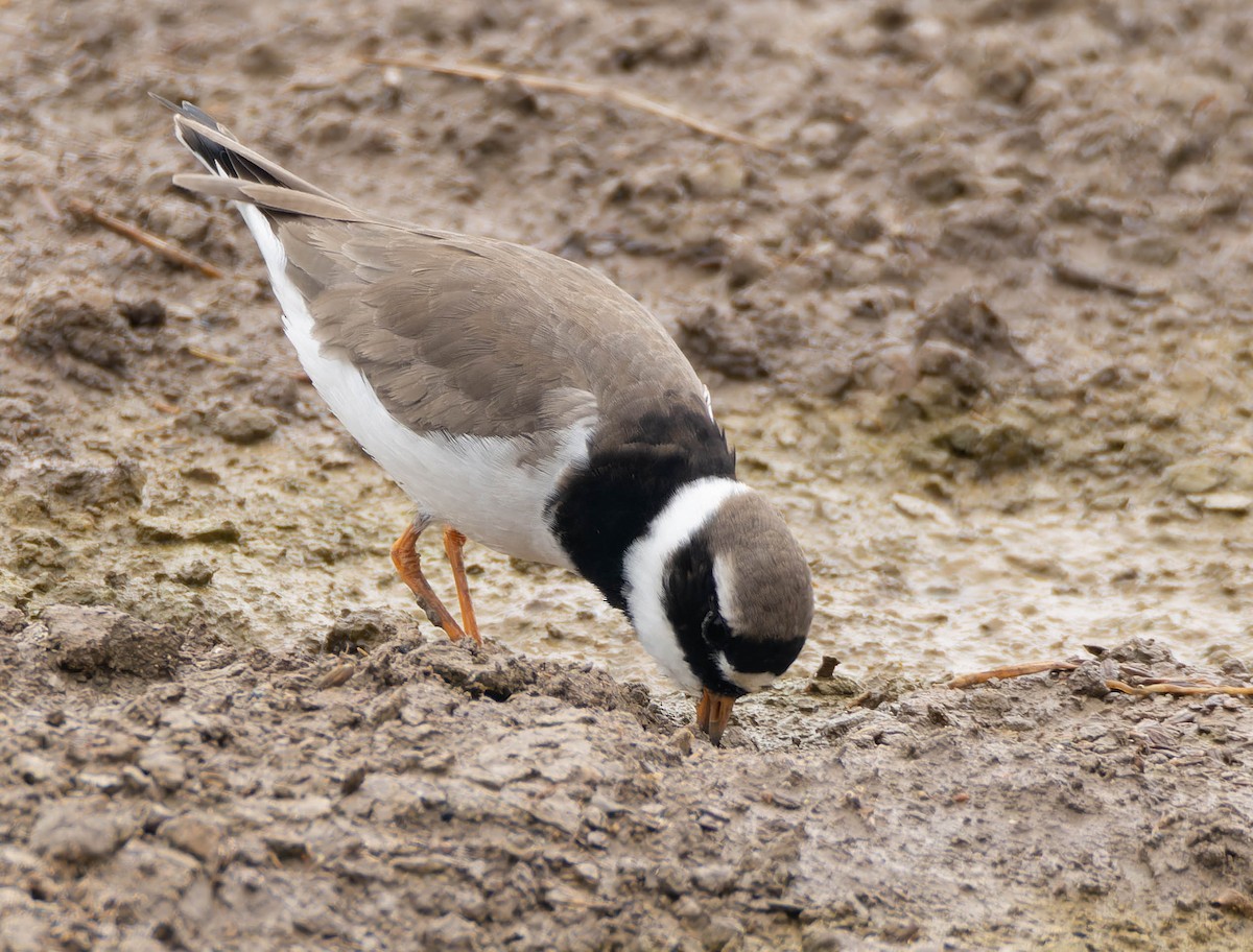 Common Ringed Plover - Luis Albero