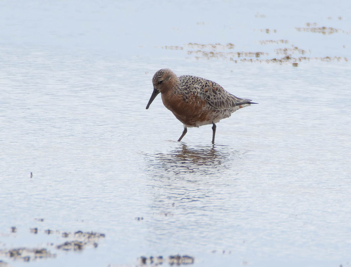 Red Knot - Luis Albero