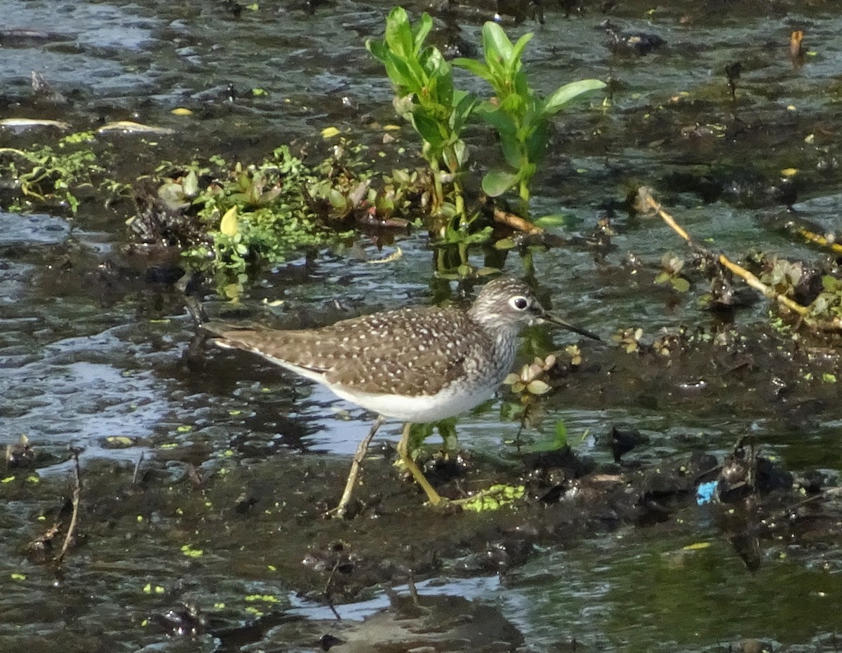 Solitary Sandpiper - Joe Rothstein