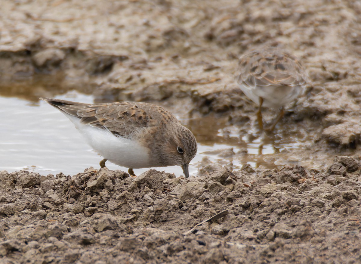 Temminck's Stint - ML618284828