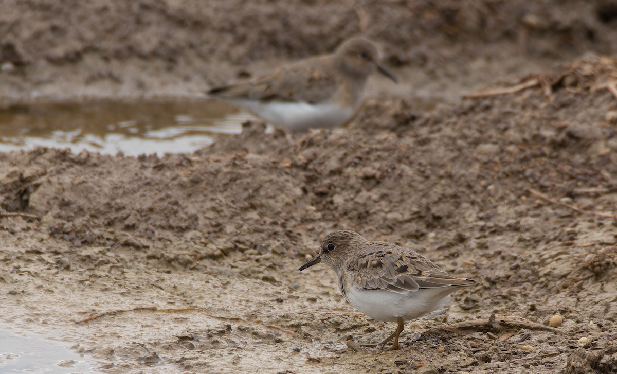 Temminck's Stint - Luis Albero