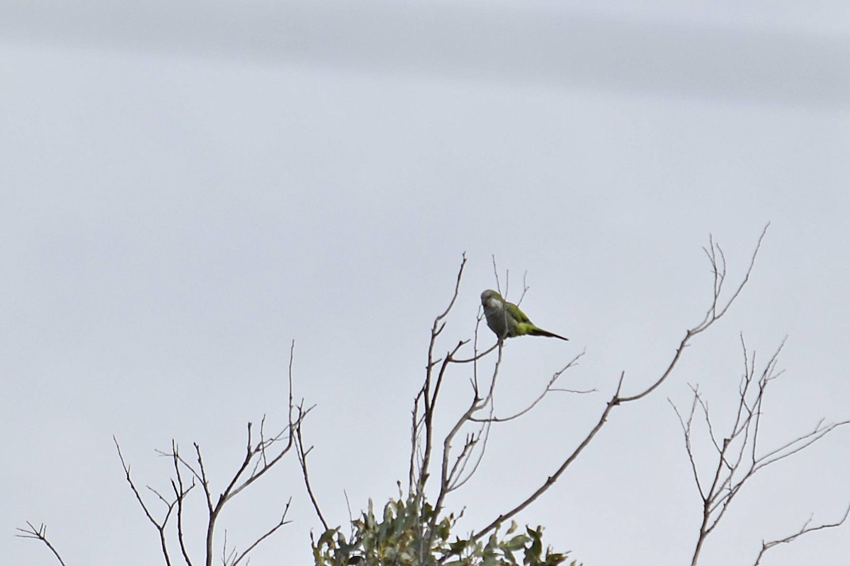 Monk Parakeet - Marcelo Cuadrado