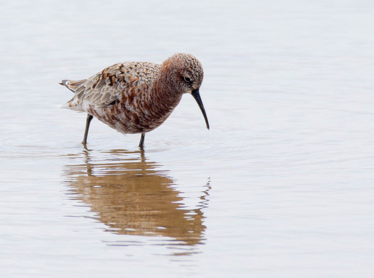 Curlew Sandpiper - Luis Albero