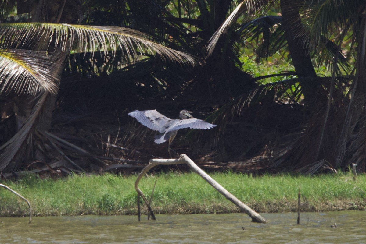 Great Blue Heron - Michael St John