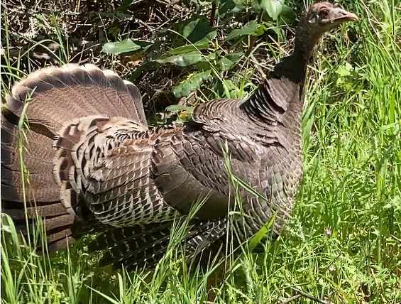 Wild Turkey - ML618284871