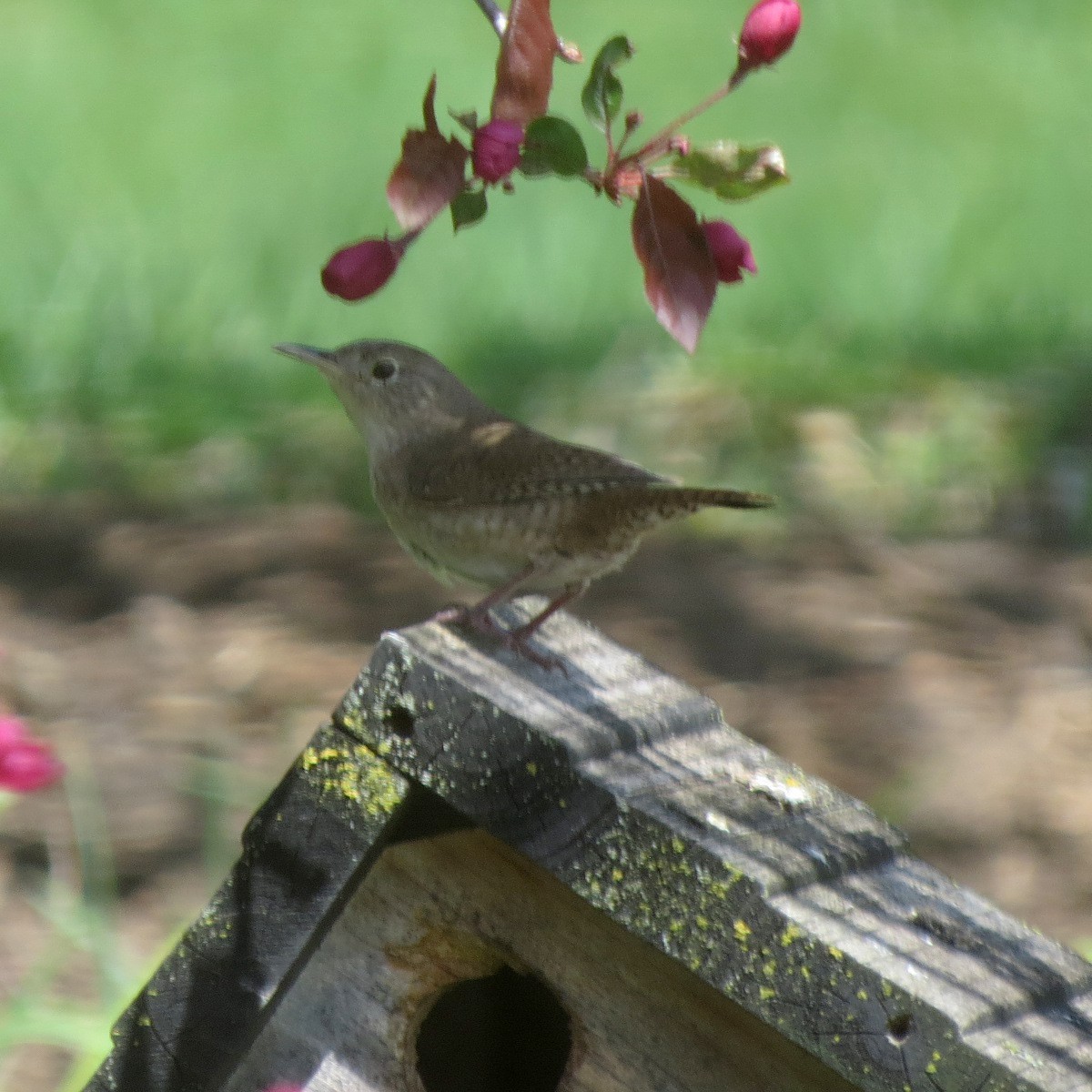 House Wren - Ilona Loser