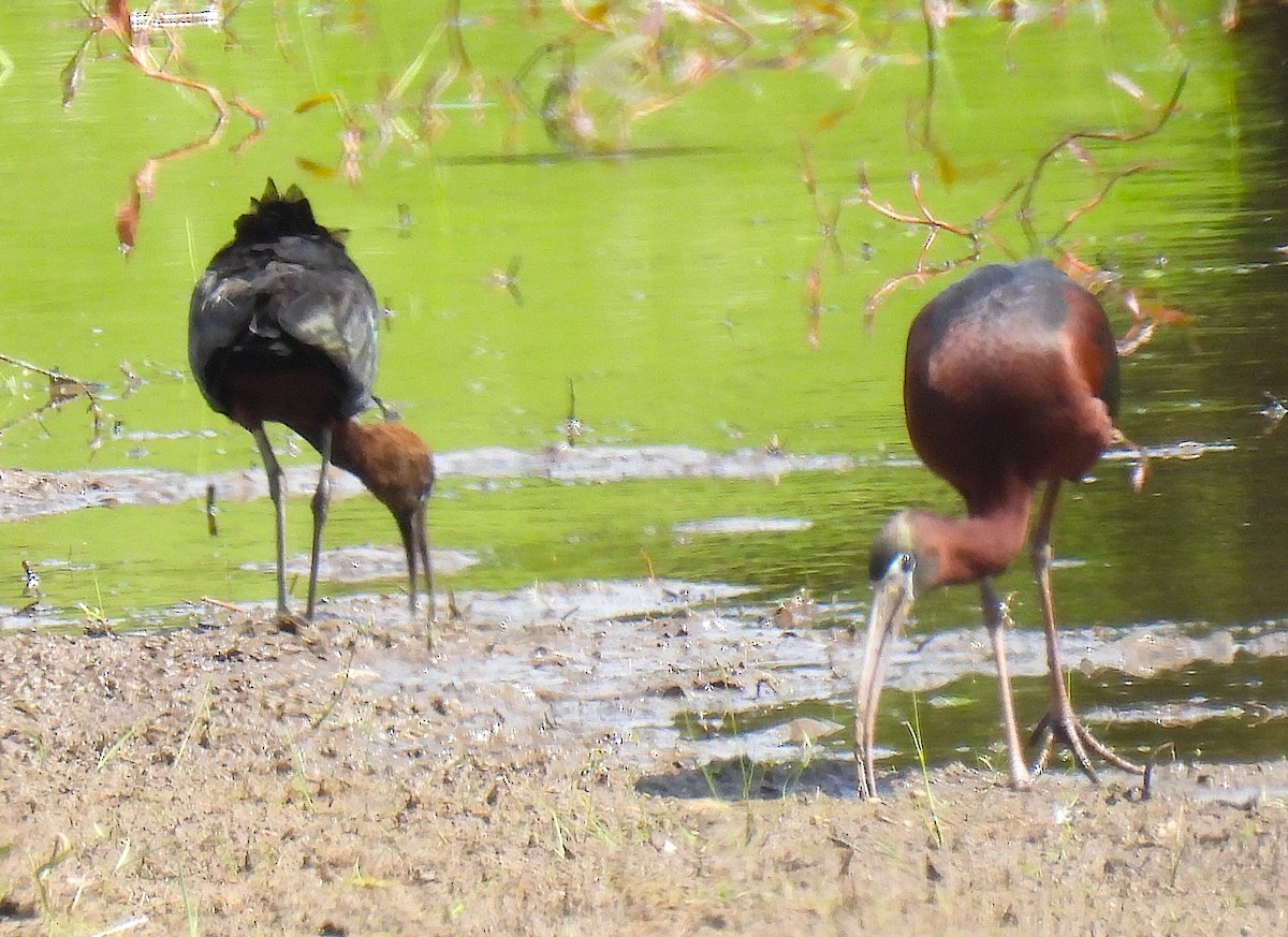 Glossy Ibis - Terry Pundiak