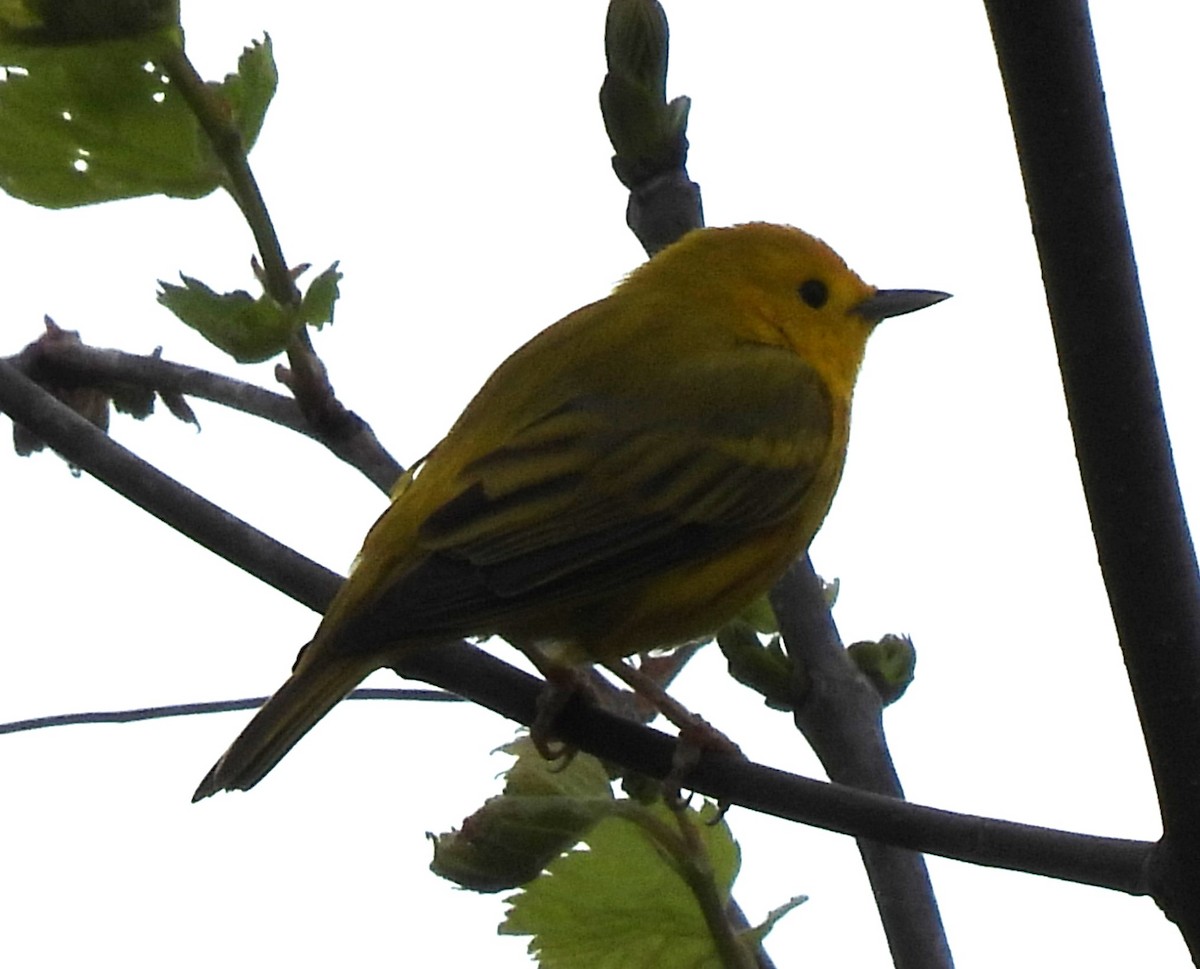 Yellow Warbler - ML618284926