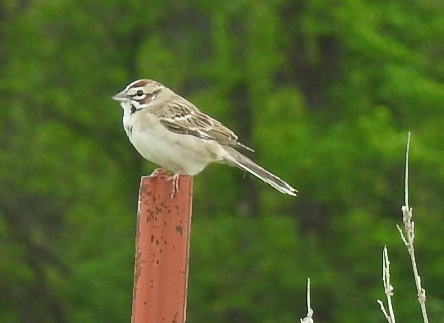 Lark Sparrow - Carol Morgan