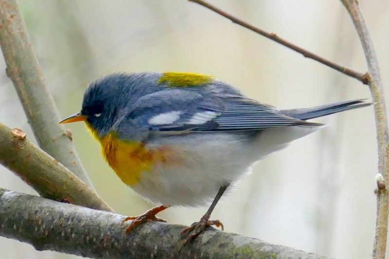 Northern Parula - Brad Woodward