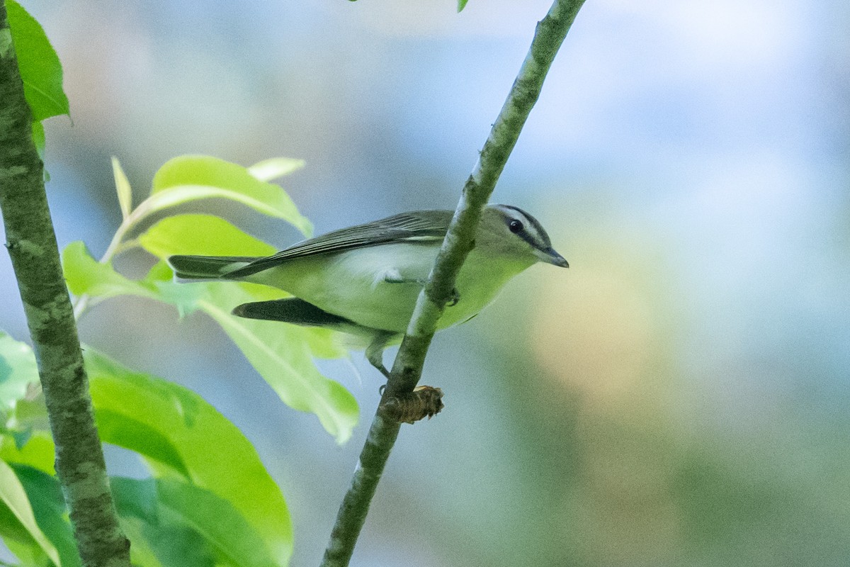 Red-eyed Vireo - Doug Norwood