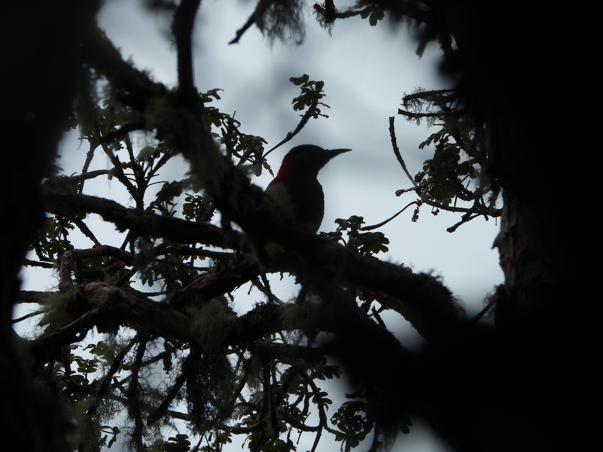 Crimson-mantled Woodpecker - Narváez Meléndez