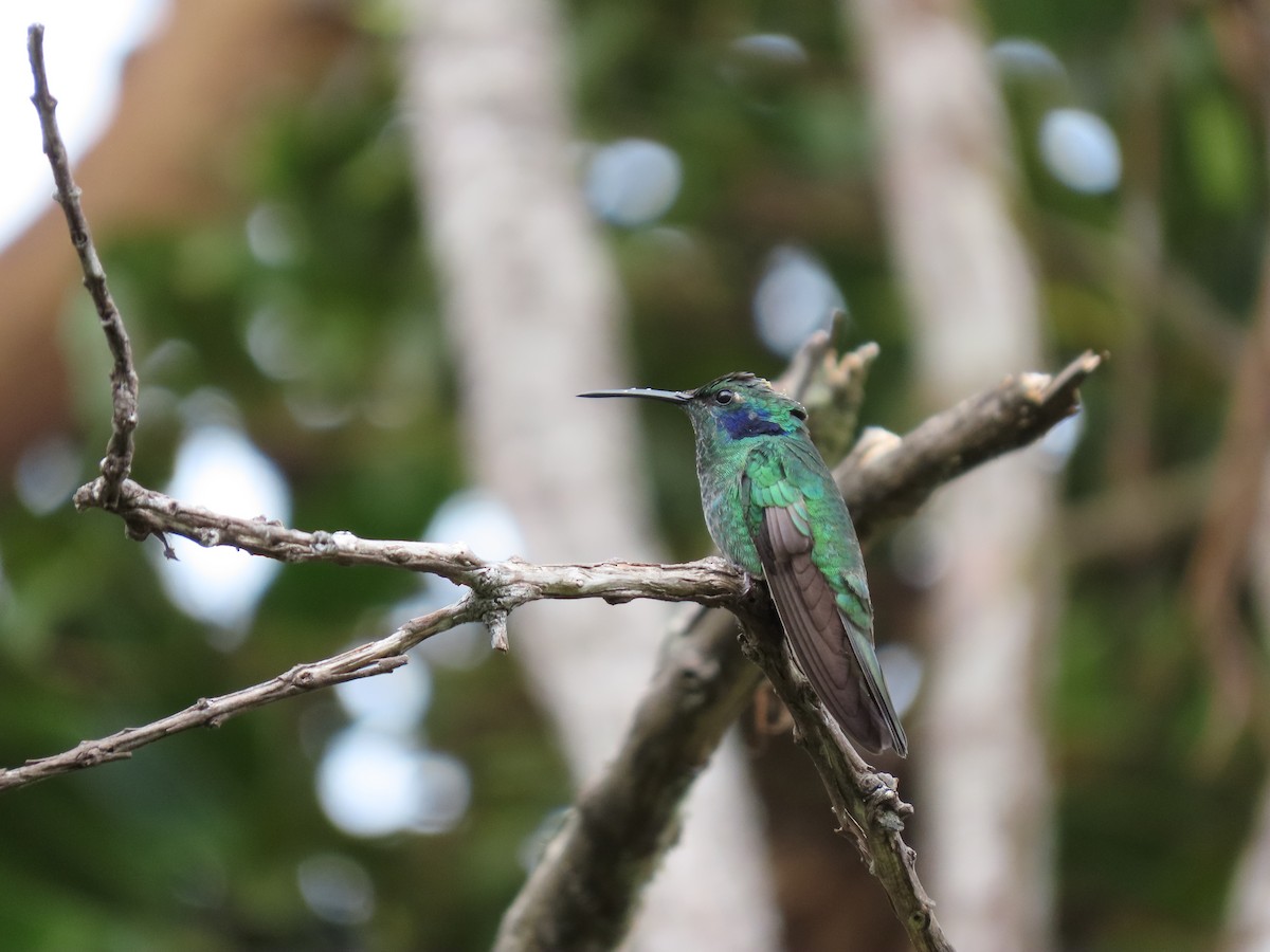 Lesser Violetear - ML618284962