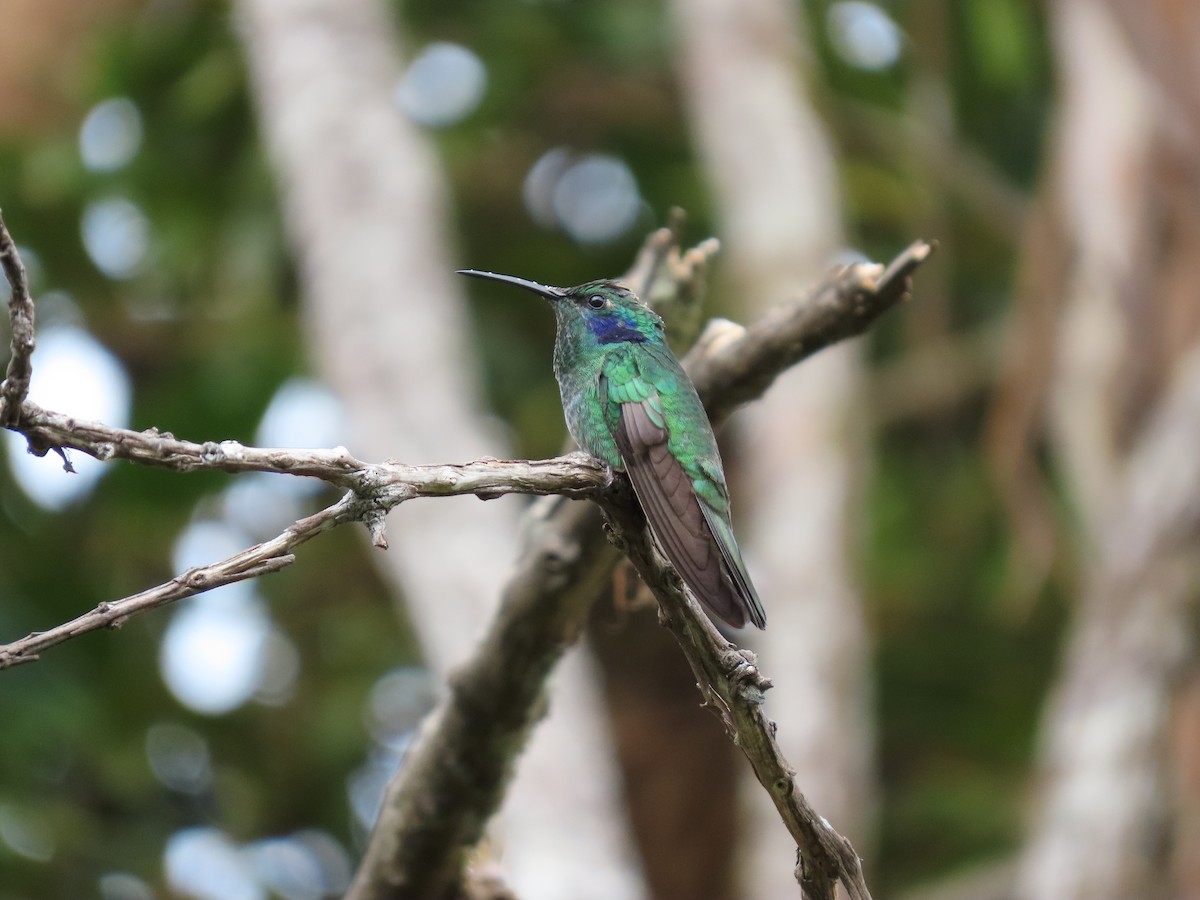 Lesser Violetear - ML618284964