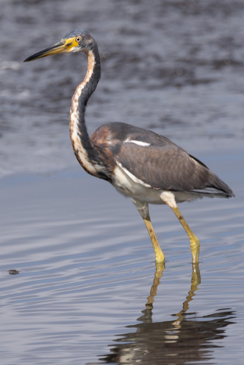 Tricolored Heron - Kent Fiala