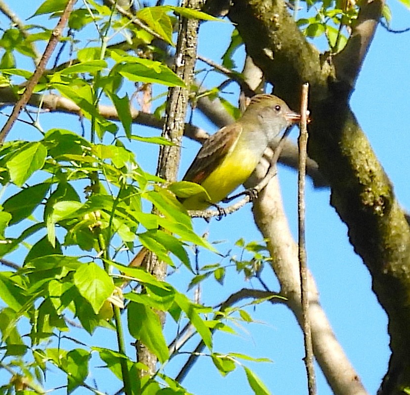 Great Crested Flycatcher - Terry Pundiak