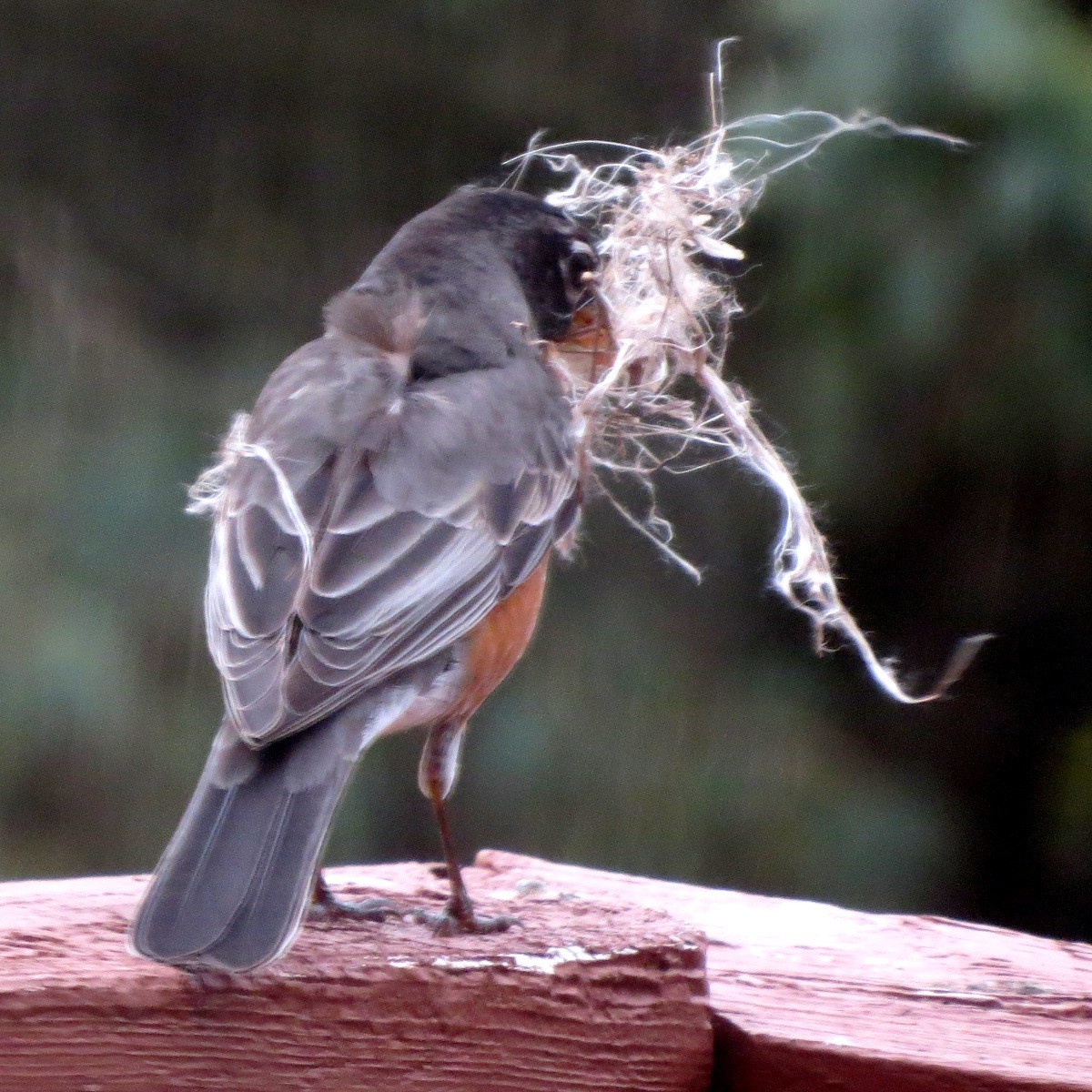 American Robin - Ilona Loser