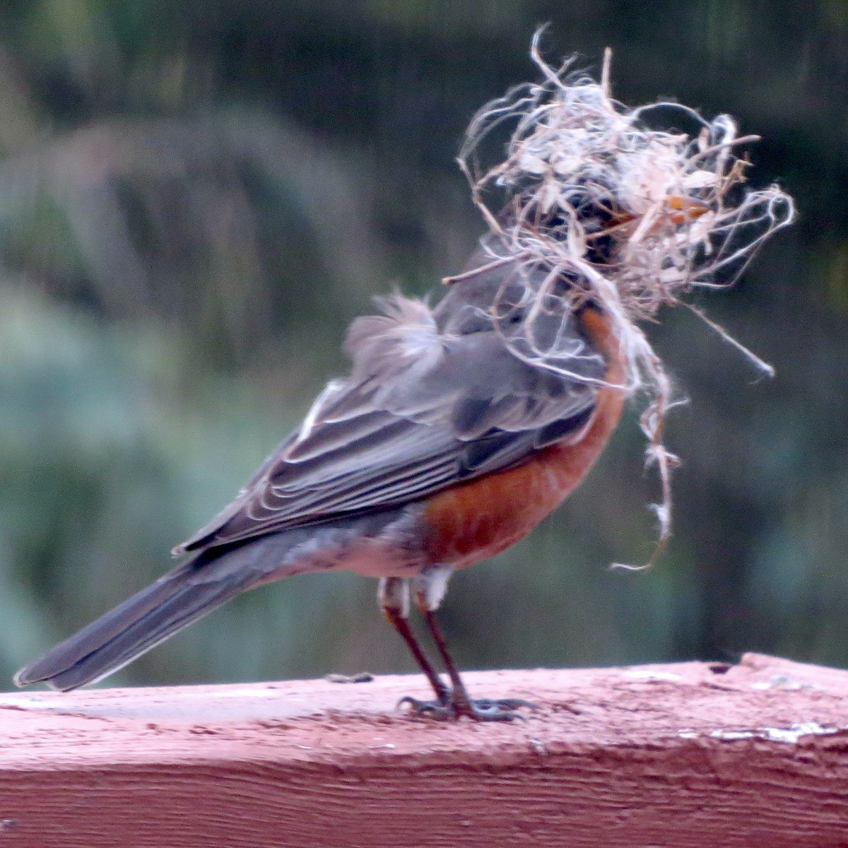 American Robin - Ilona Loser