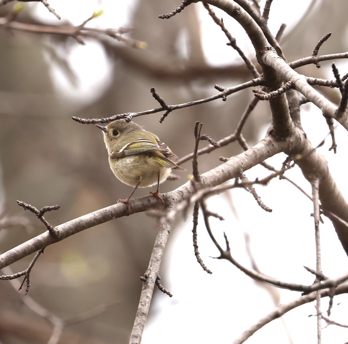 Ruby-crowned Kinglet - Marie Provost