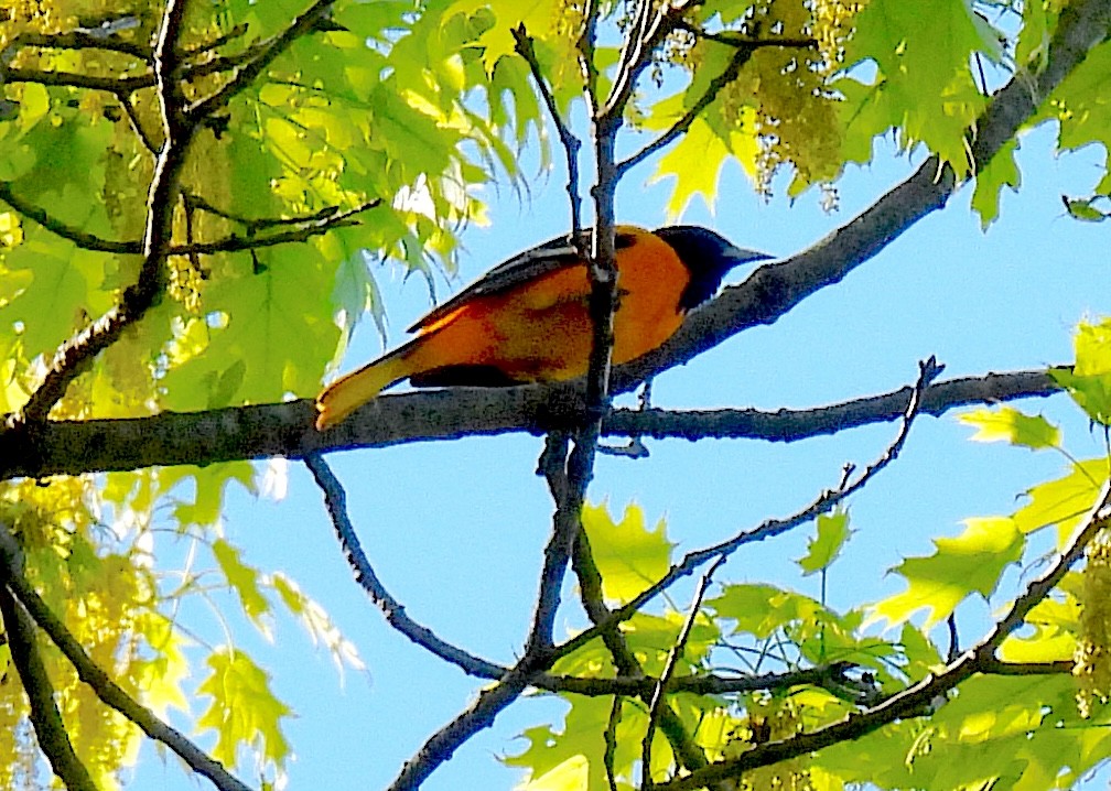 Baltimore Oriole - Terry Pundiak