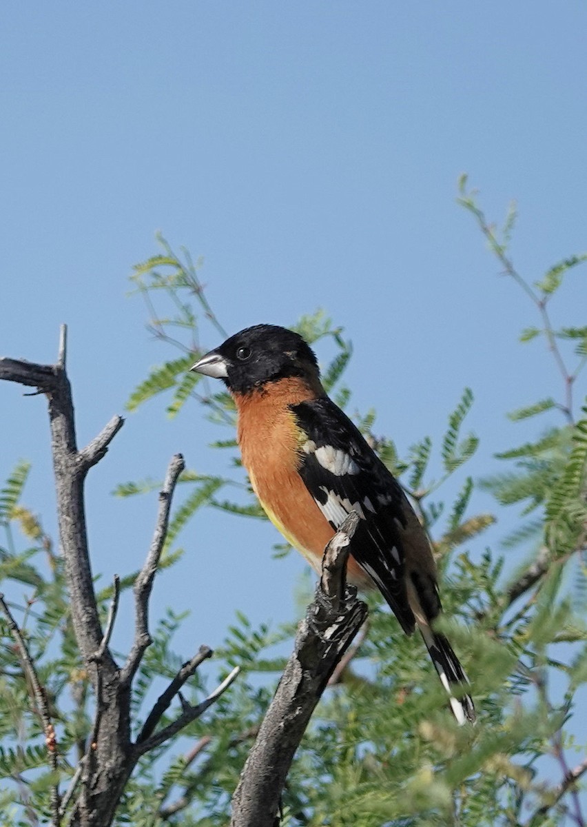 Black-headed Grosbeak - Henry Detwiler