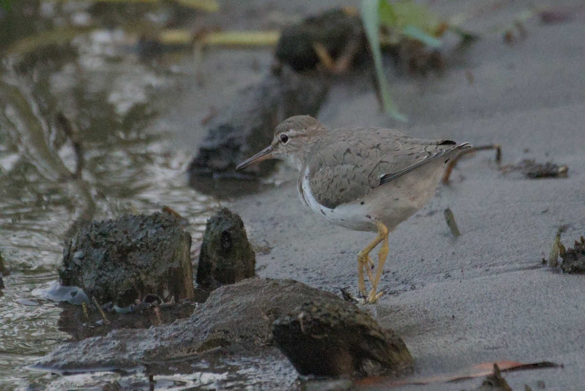 Spotted Sandpiper - ML618285020