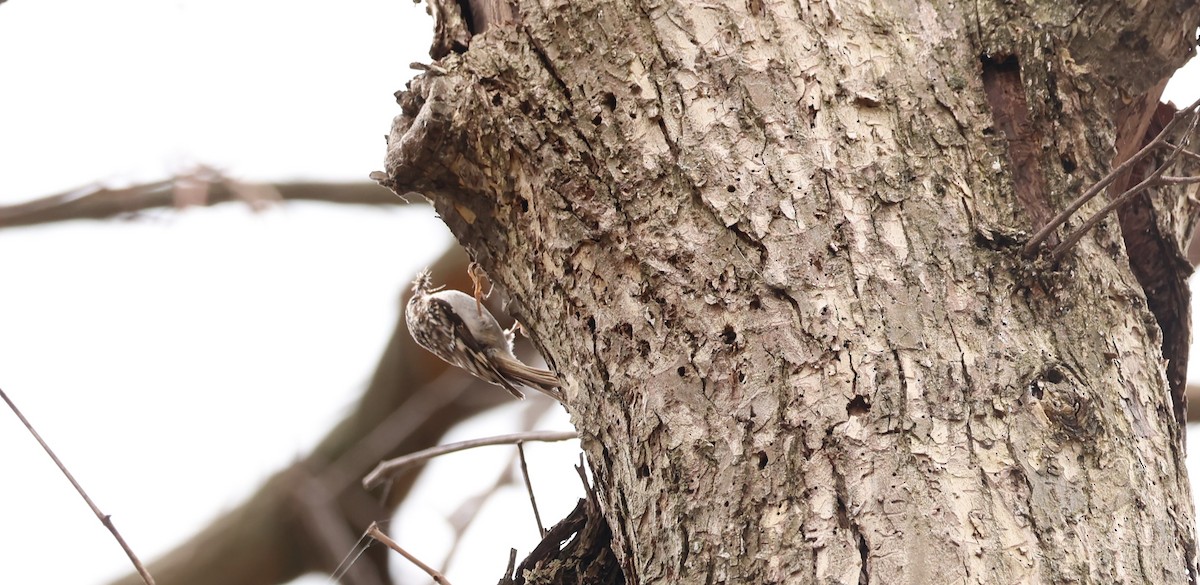 Brown Creeper - Marie Provost