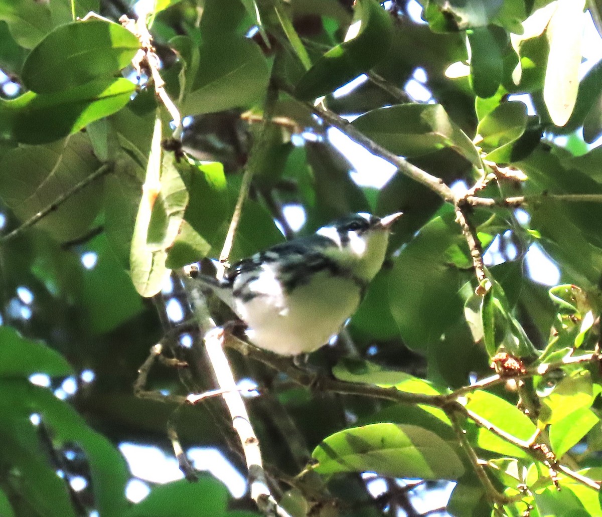 Cerulean Warbler - Julie Mobley