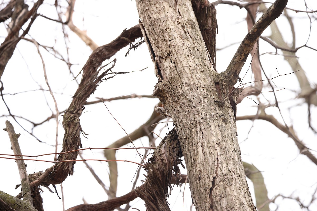 Brown Creeper - Marie Provost