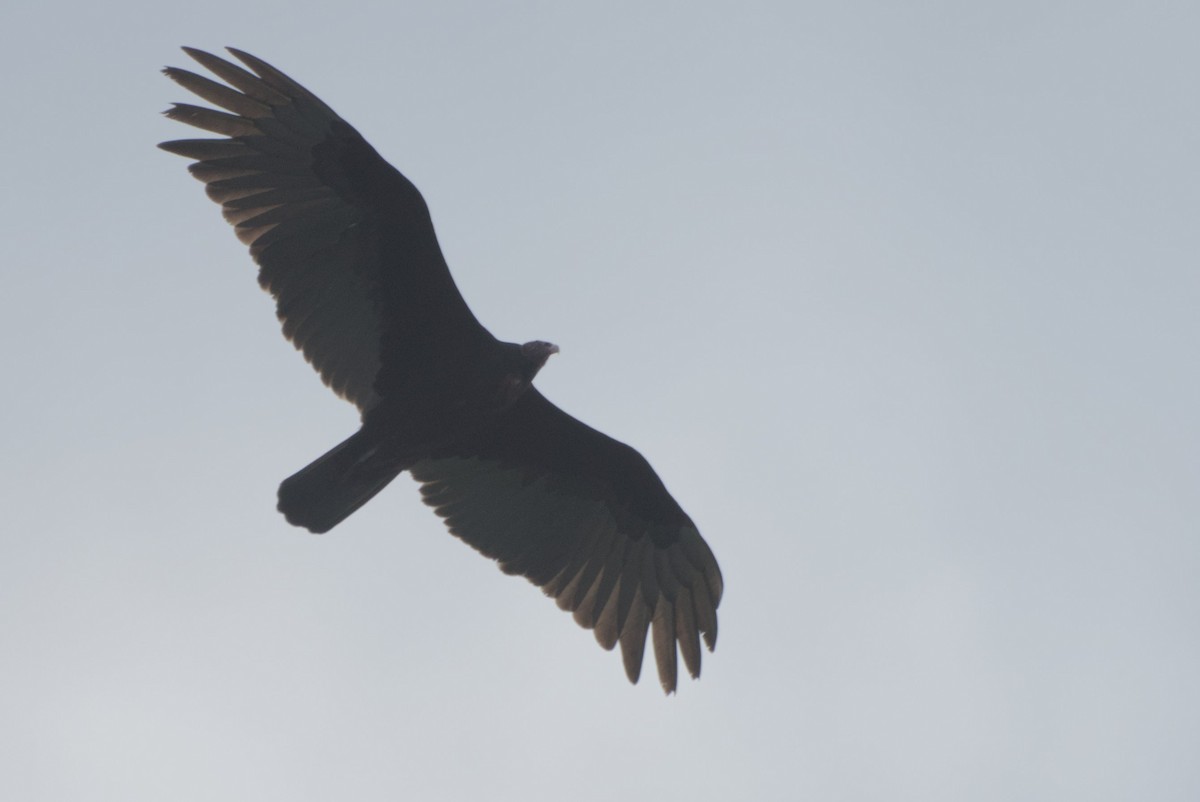 Turkey Vulture - Mike Marin