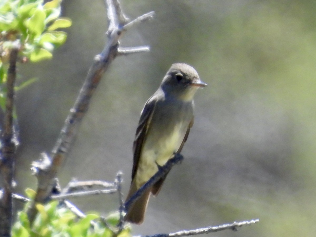 Western Wood-Pewee - Bill Lisowsky