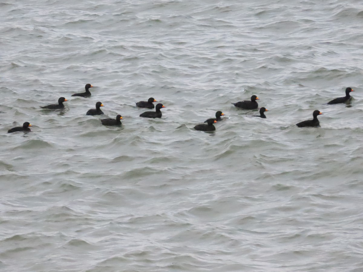 Black Scoter - Ben Ward