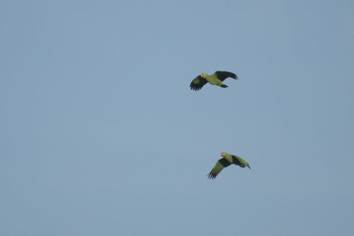 Red-lored Parrot - Mike Marin