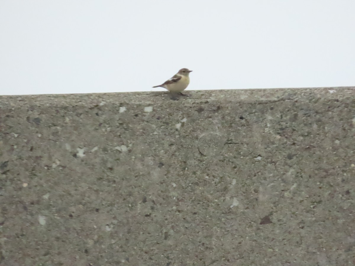 Amur Stonechat - Ben Ward