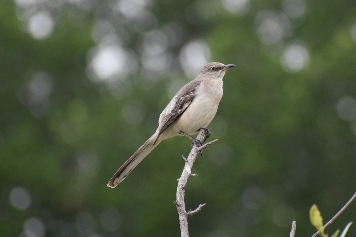 Northern Mockingbird - Parker Allie