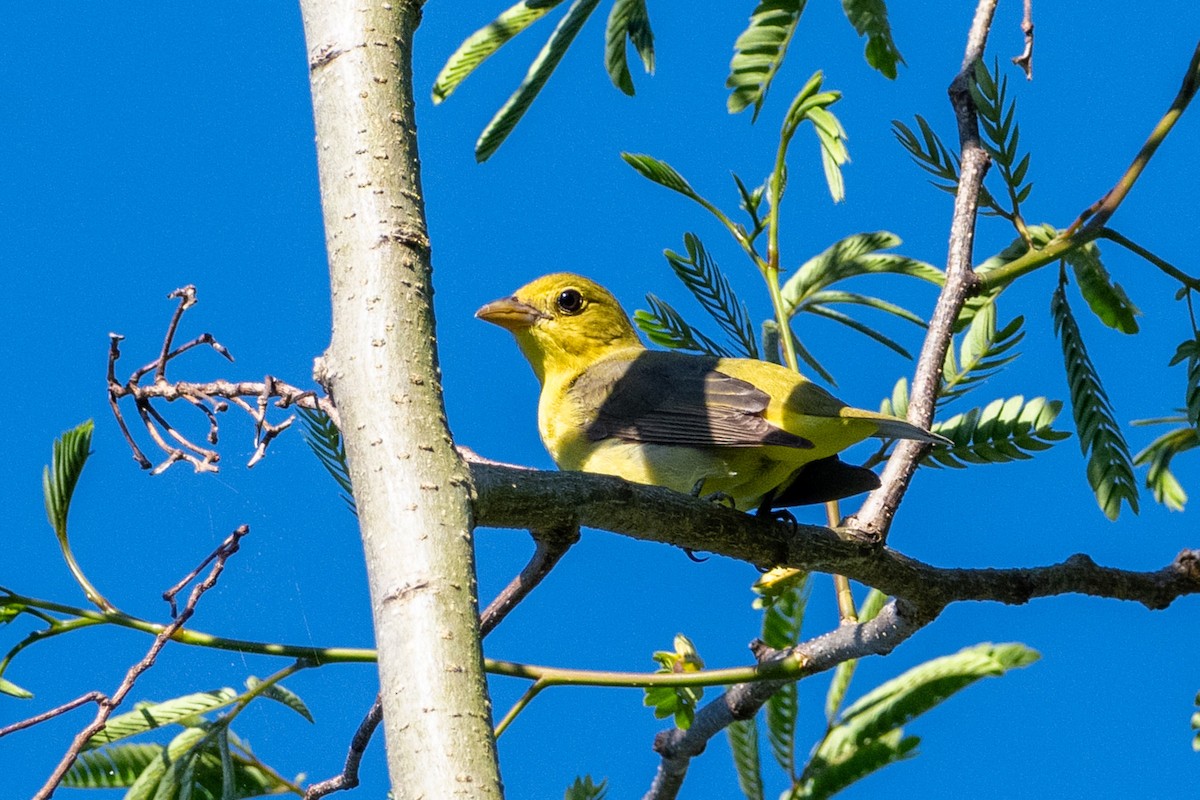 Scarlet Tanager - Doug Norwood