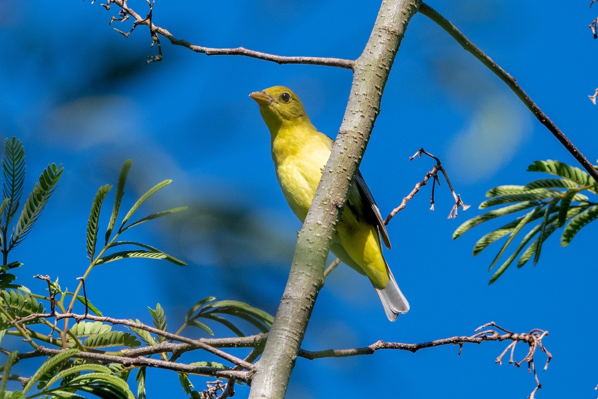 Scarlet Tanager - Doug Norwood