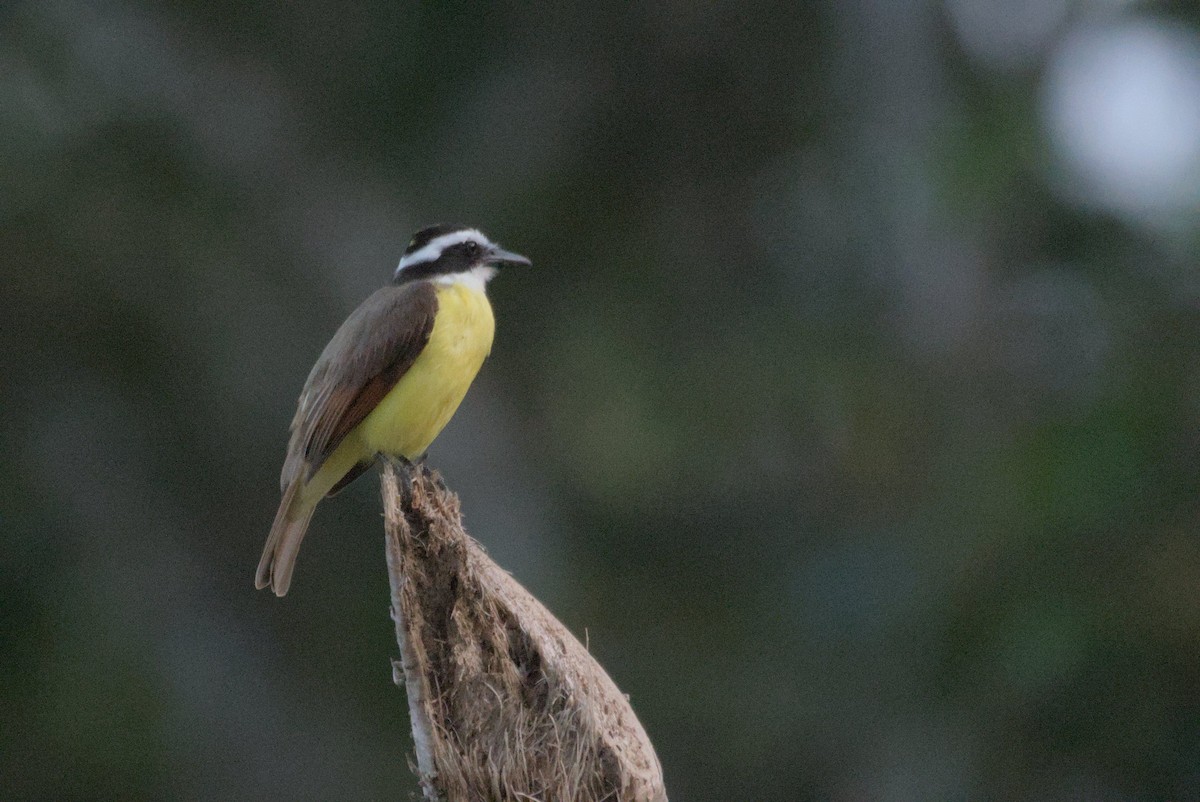 Great Kiskadee - ML618285107