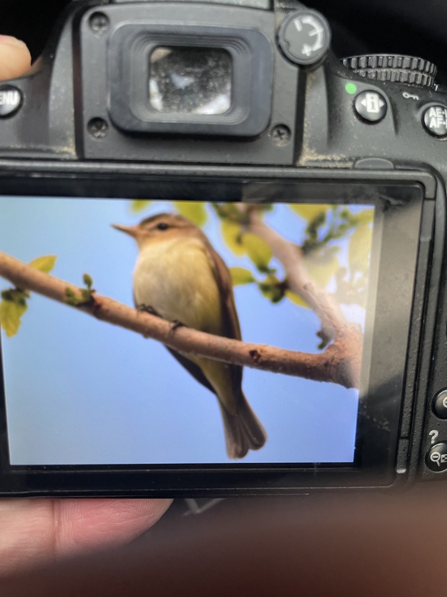 Warbling Vireo - Al Della Bella