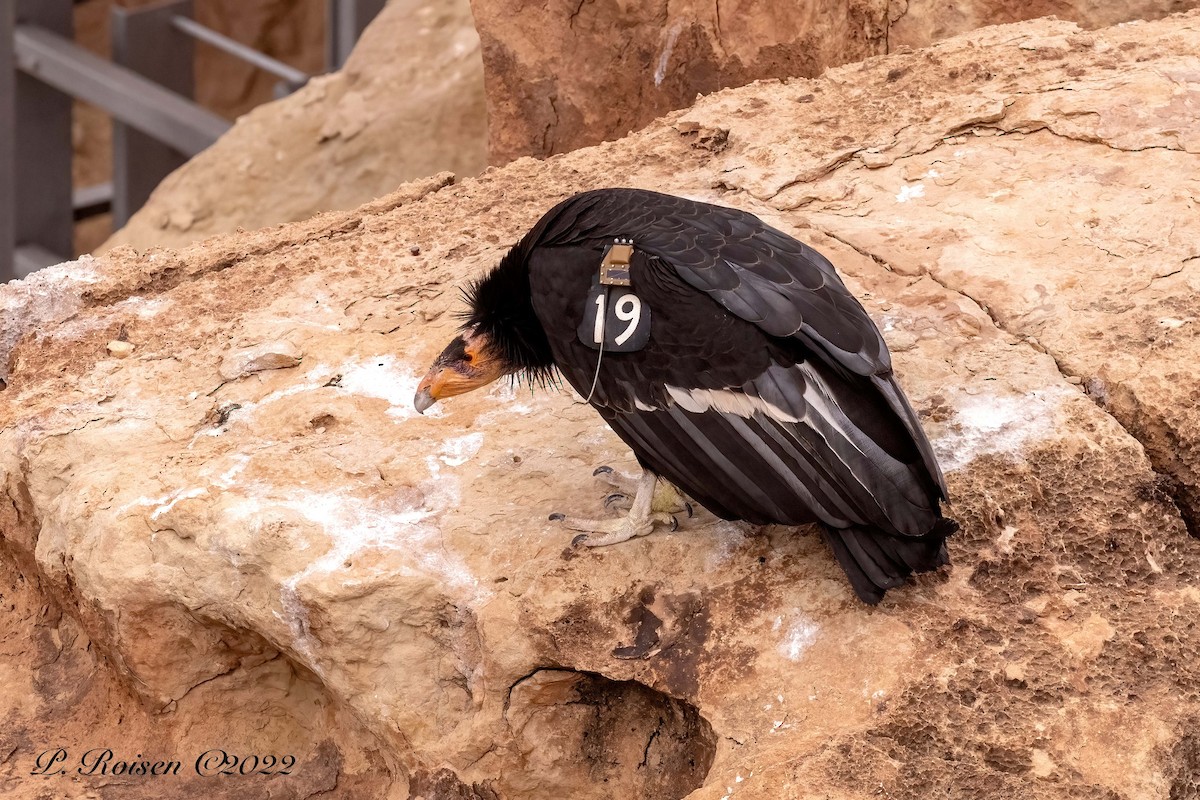 California Condor - Paul Roisen