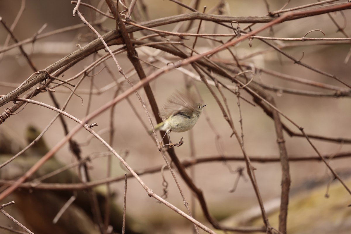 Ruby-crowned Kinglet - Marie Provost