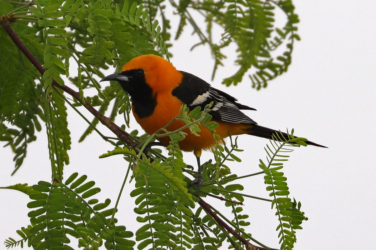 Hooded Oriole - Arthur Krasniewicz