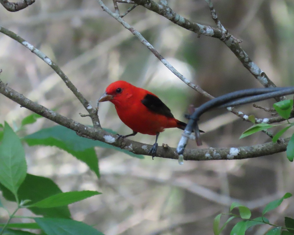 Scarlet Tanager - Julie Mobley