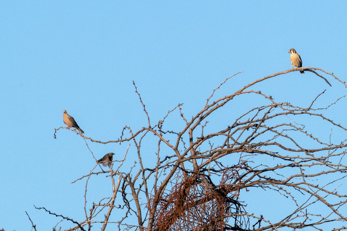 Mourning Dove - Brent Reed