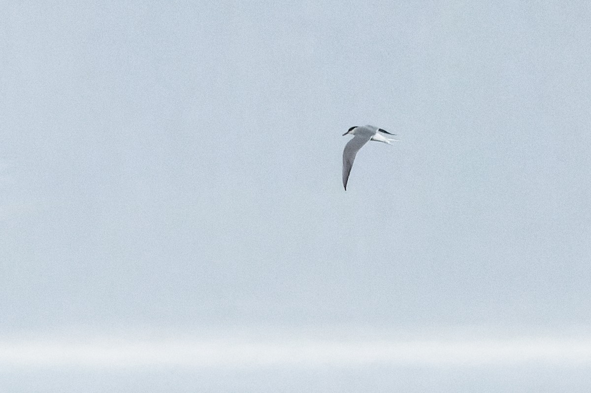 Common Tern - Gabi Uhrova