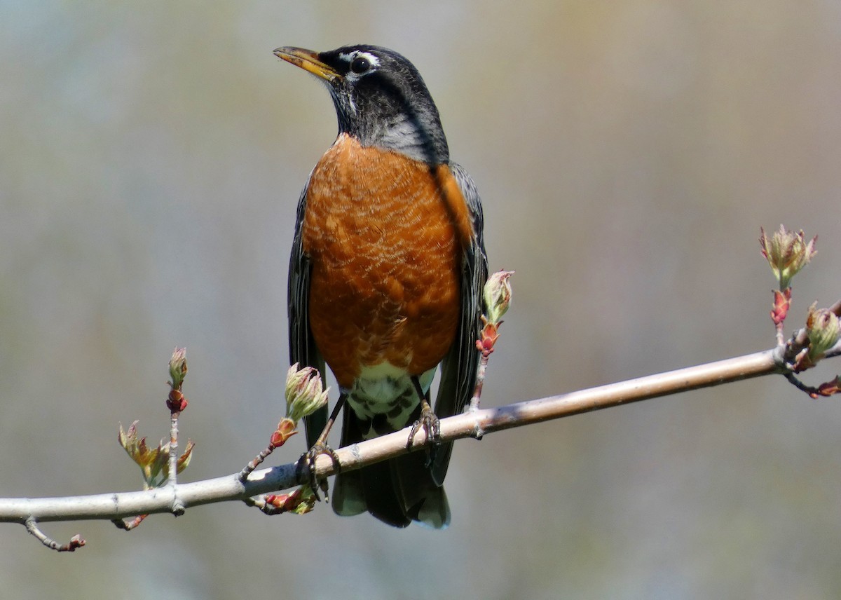 American Robin - David Assmann